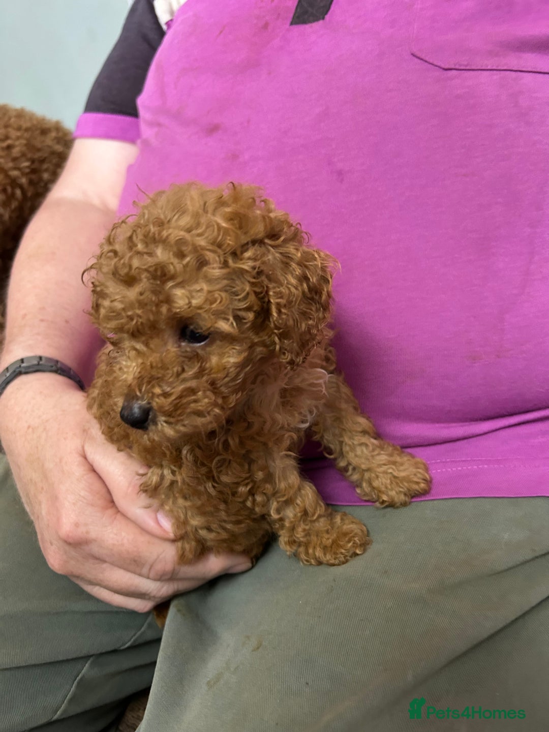 Toy Poodle dogs for sale: Red toy poodle - Image 12