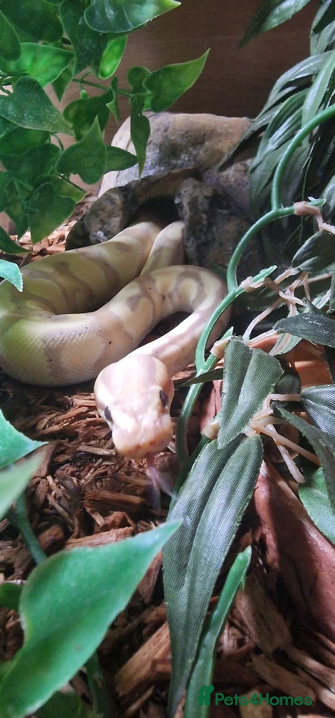 Python Snake reptiles for sale: Male Ball python  - Advert 2