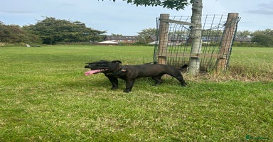 Staffordshire Bull Terrier dogs - Advert 13