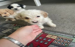 Mixed Breed dogs for sale: Two male cocker spaniel/shih tzu pups - Image 12