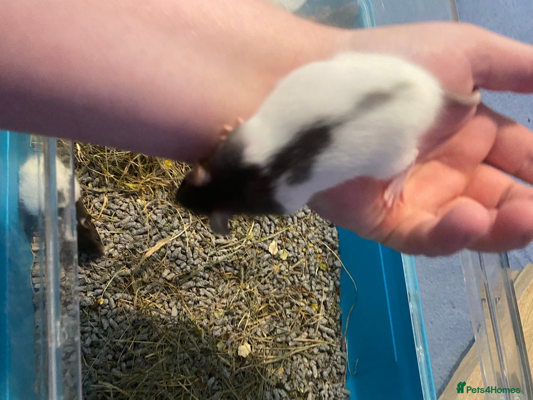 Rat rodents for sale: Rat pups  - Image 5