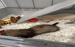Ferret rodents for sale: 2 gorgeous ferrets  - Image 2