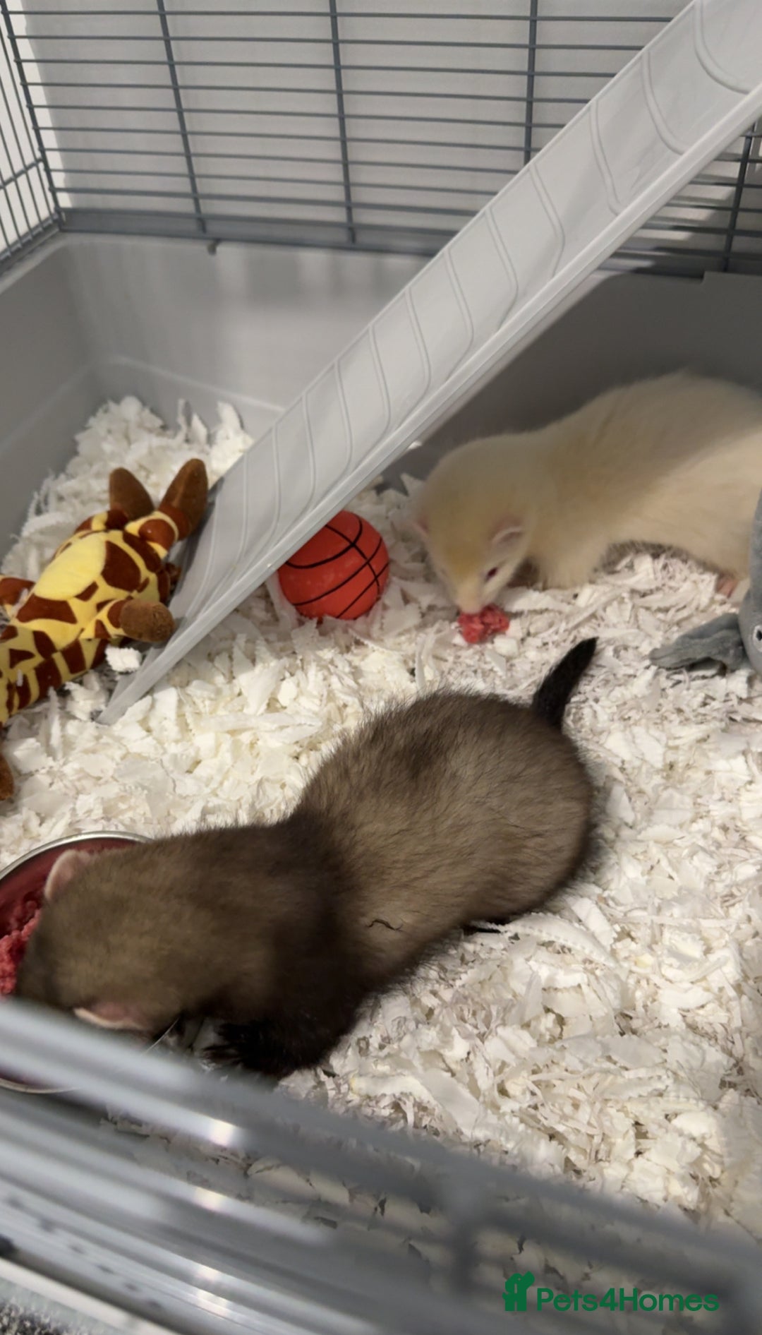 Ferret rodents for sale: 2 gorgeous ferrets  - Image 2
