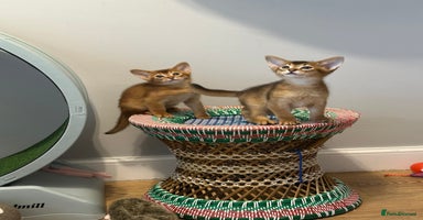 Abyssinian cats Pedigree Abyssinian kittens  - Advert 1