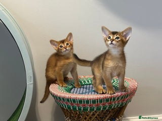 Abyssinian cats Pedigree Abyssinian kittens - Advert 4