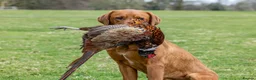 Labrador Retriever dogs for stud: ✨PROVEN FULLY HEALTH TESTED WORKING RED LABRADOR✨ in Hawes - Advert 11