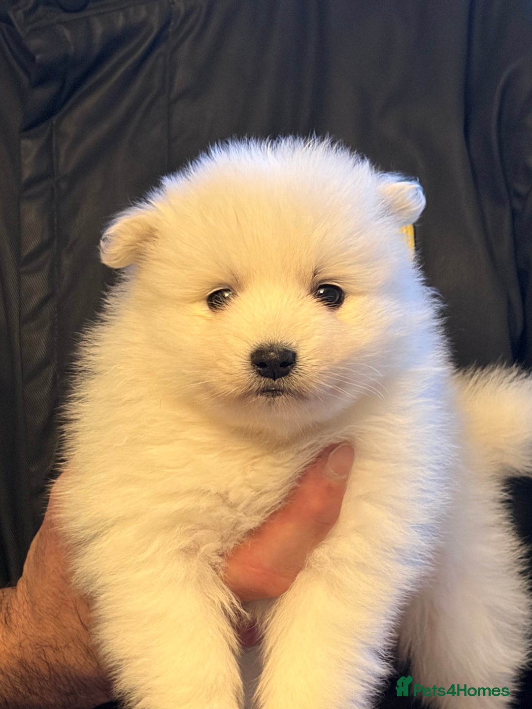 Japanese Spitz dogs for sale: 5 beautiful Japanese spitz puppies for sale - Advert 2