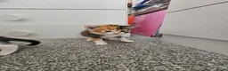 Mixed Breed cats for sale: Ragdoll mix kittens are for sale  - Advert 9