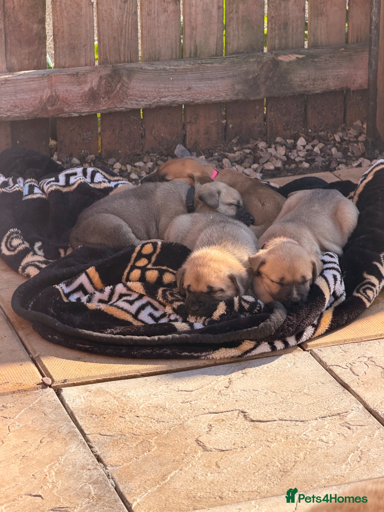 Mixed Breed dogs Kangal cross American bulldog  - Advert 3