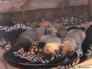 Mixed Breed dogs Kangal cross American bulldog - Advert 5