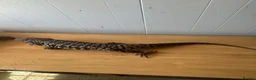 Monitor reptiles for sale: Tegu male - Advert 4