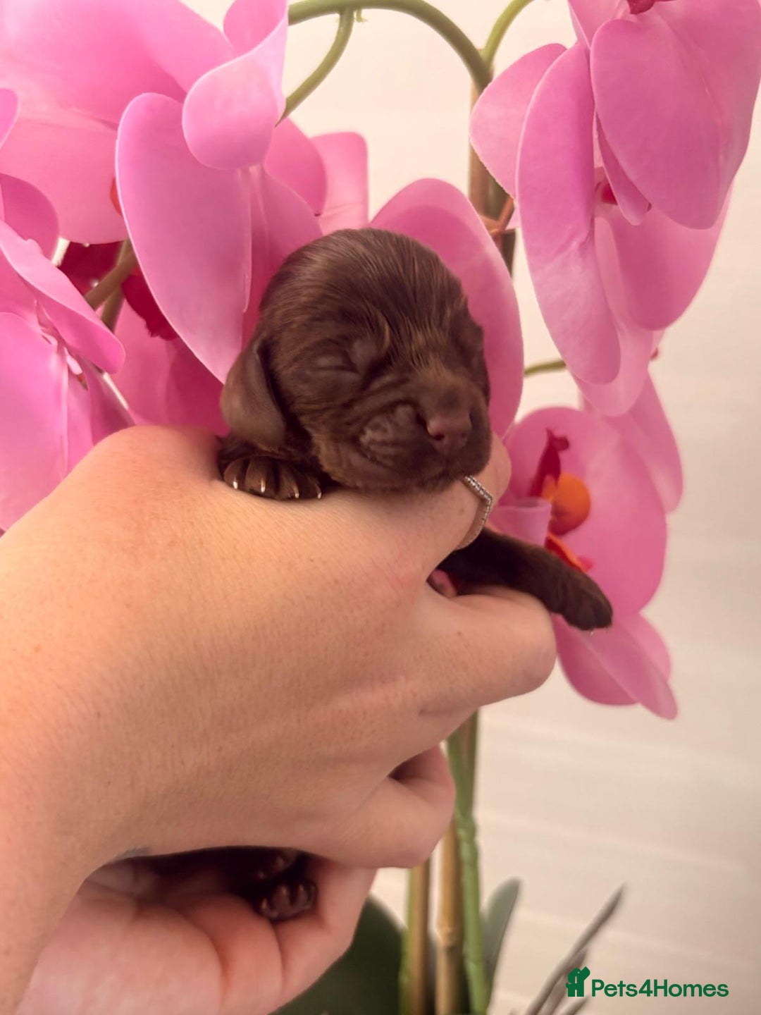 Cocker Spaniel dogs for sale: Stunning litter of show cocker spaniels  - Image 8