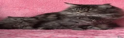 Maine Coon cats for sale: Maine coon cross Kittens❤️ - Advert 9