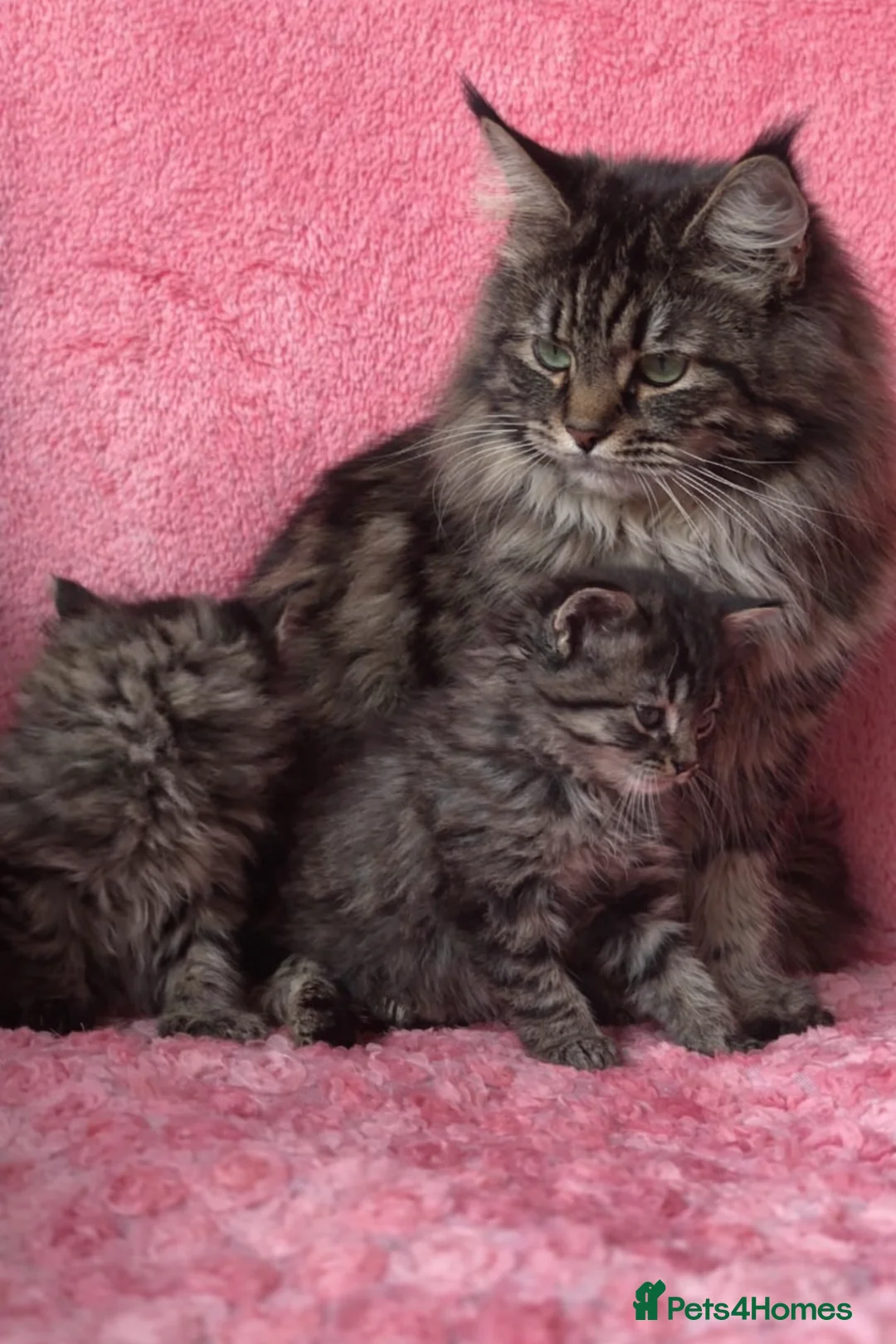 Maine Coon cats for sale: Maine coon cross Kittens❤️ - Advert 9