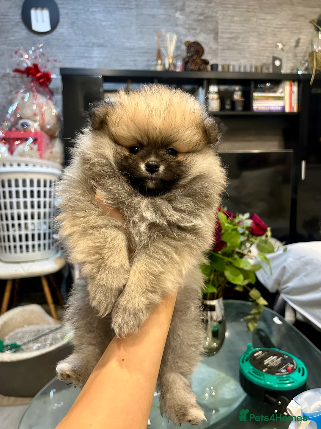 Pomeranian dogs for sale: 2 Pomeranian girls ready now  - Advert 3