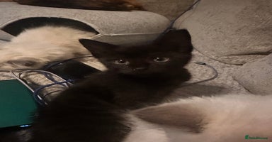 Ragdoll cats - Advert 15