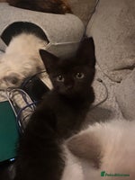 Ragdoll cats - Advert 15