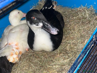 Ducks poultry Ducks for sale - Advert 1