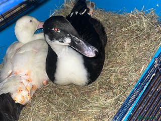 Ducks poultry Ducks for sale - Advert 12