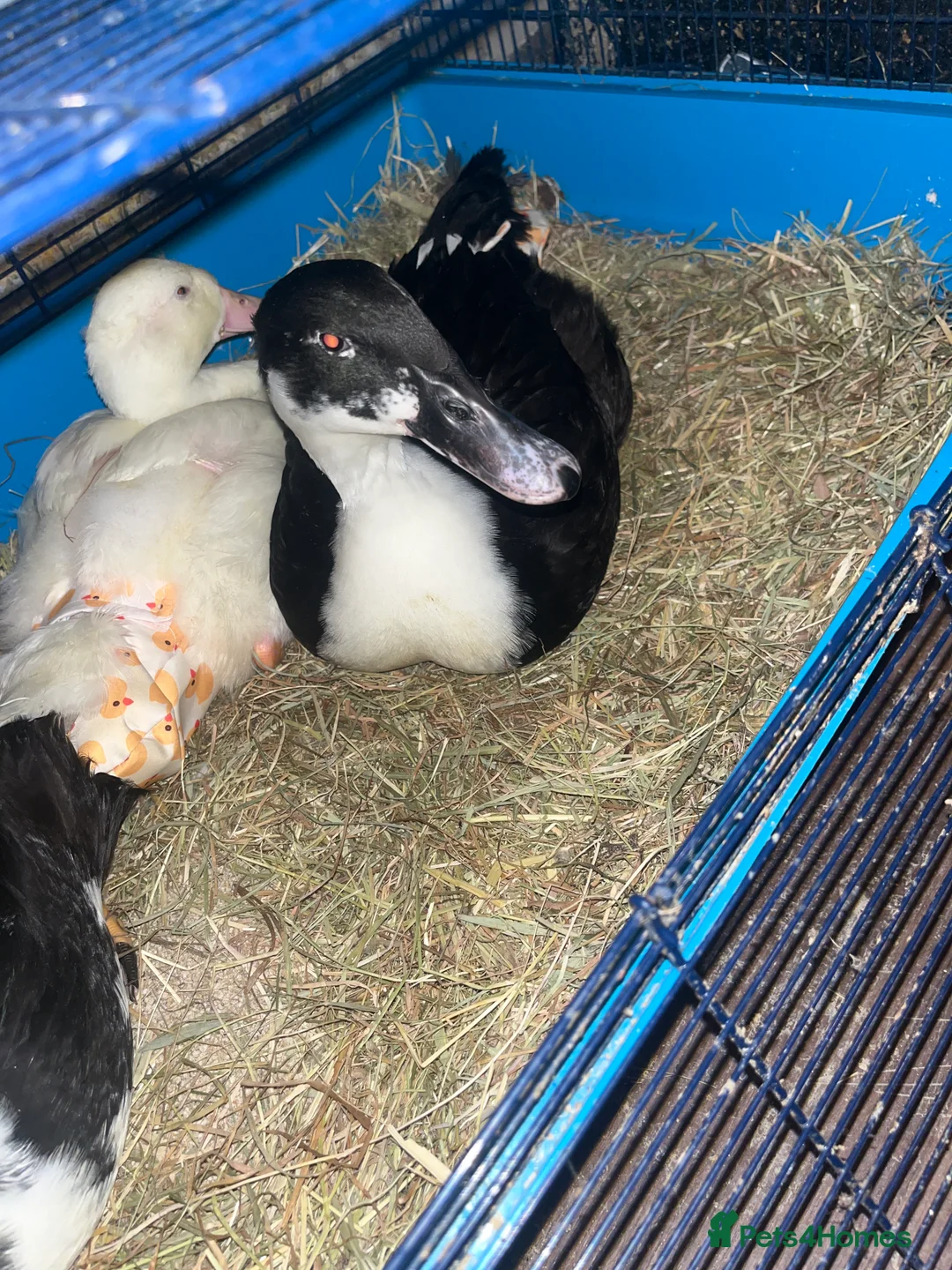 Ducks poultry for sale: Ducks for sale  - Advert 1