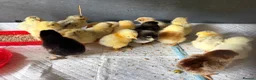 Chickens poultry for sale: Mixed Unsexed Chicks  - Advert 1