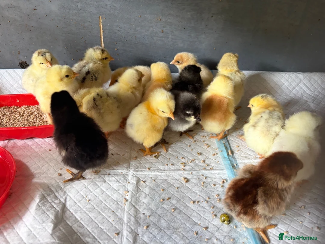 Chickens poultry for sale: Mixed Unsexed Chicks  - Advert 1