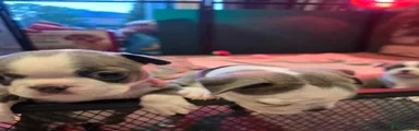 Boston Terrier 2