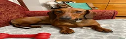 Dachshund dogs for sale: Chester is looking for a new home - Advert 8