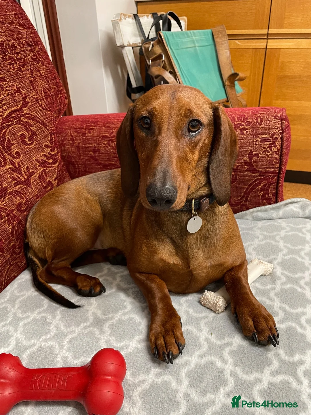 Dachshund dogs for sale: Chester is looking for a new home - Advert 8