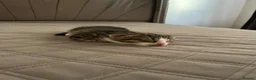 Mixed Breed cats for sale: Beautiful male kitten with folded ears in London - Advert 6