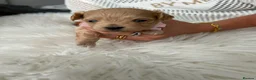 Maltipoo dogs for sale: ⭐Tiny Maltipoo Puppies |Maltese x Asian Toy Poodle - Advert 4