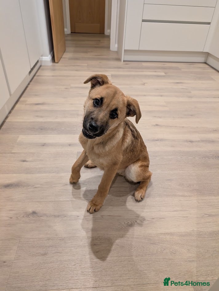 Mixed Breed dogs Moccacino  - Advert 16