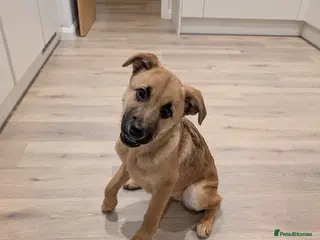 Mixed Breed dogs Moccacino - Advert 16