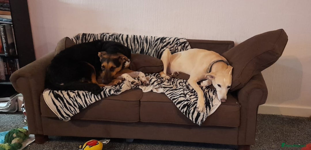 Mixed Breed dogs for adoption: URGENT: 💙🐶 BRUNO -The Big, Loving 10 month Boy - Advert 22