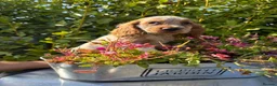 Cocker Spaniel dogs for sale: Only 2 left - Advert 24