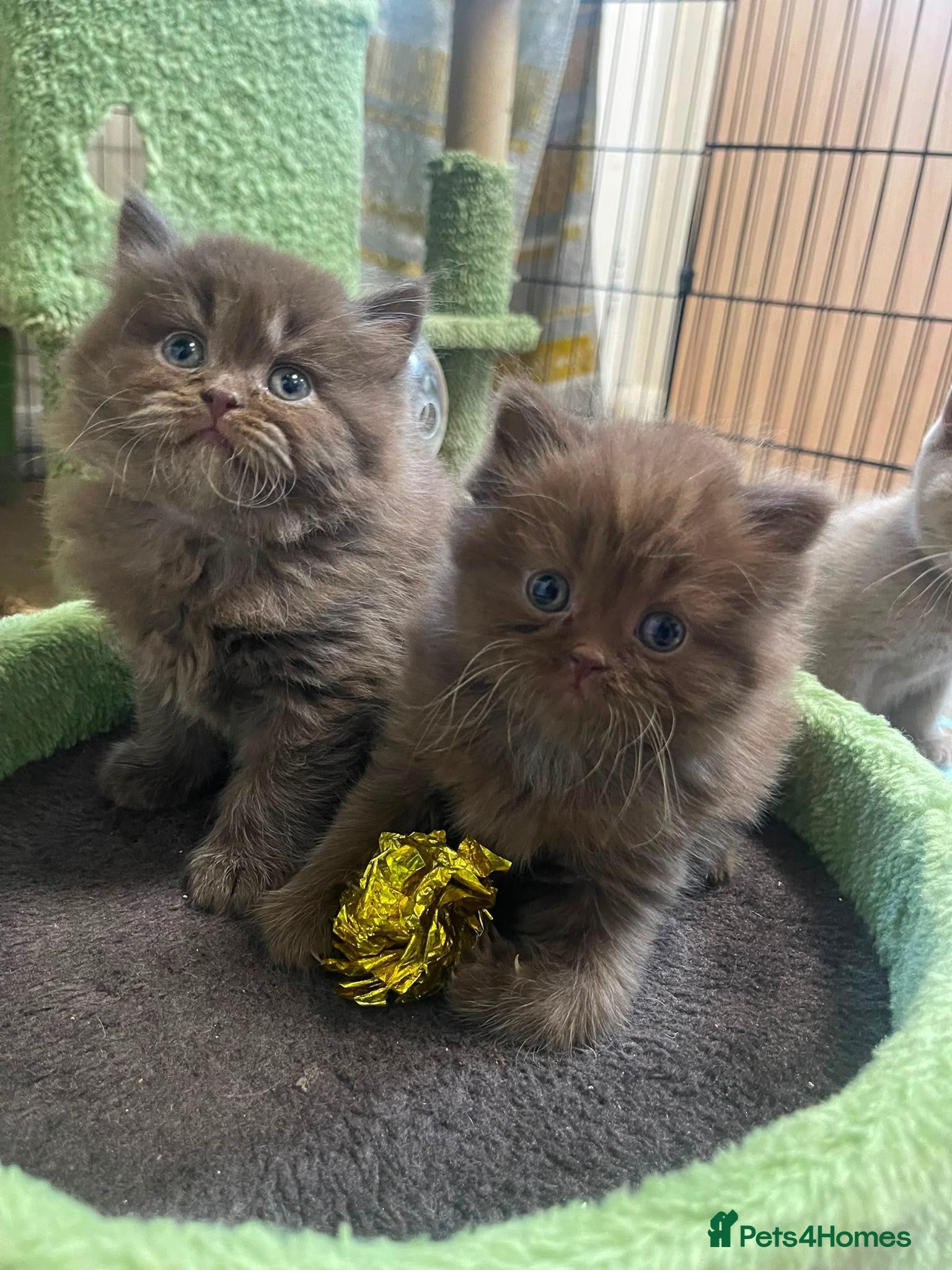 British Shorthair cats British longhair and shorthair kittens  - Advert 1