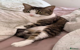 Domestic Shorthair cats for sale: Needs a forever loving home - Image 11