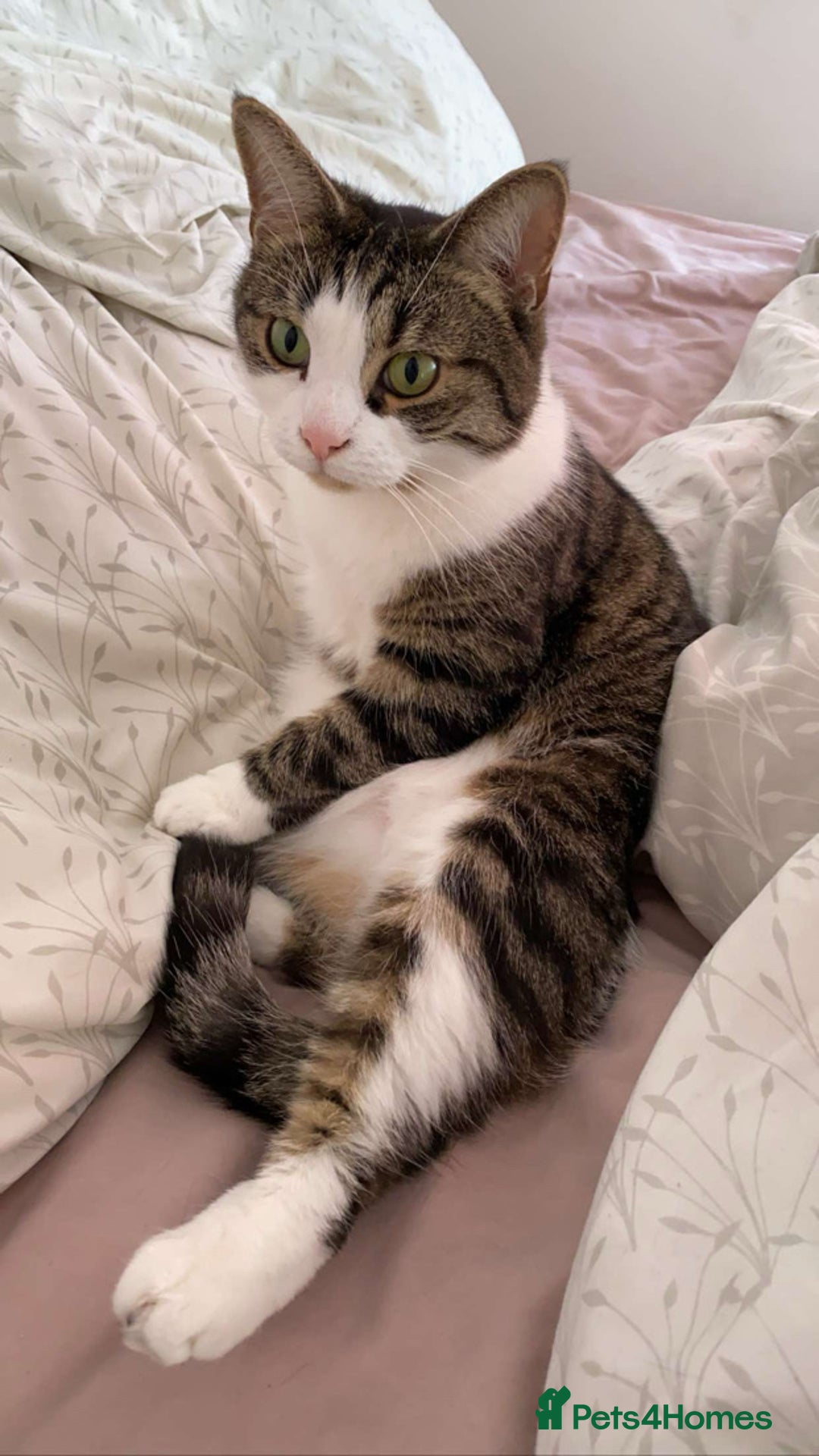 Domestic Shorthair cats for sale: Needs a forever loving home - Image 11