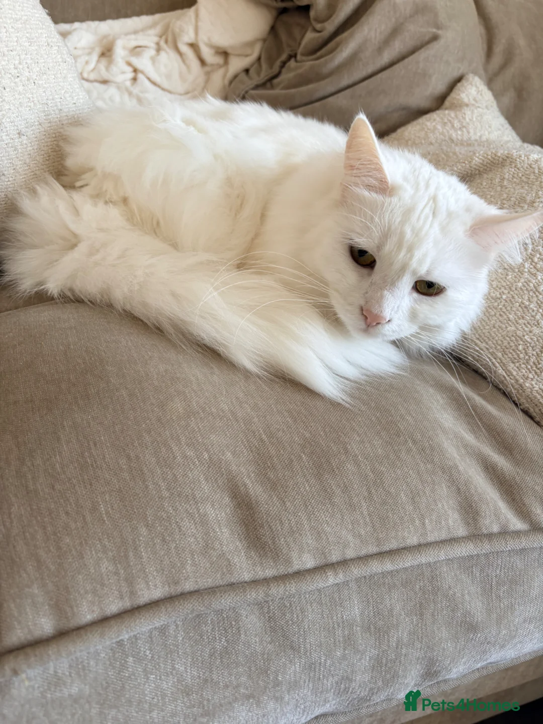 Turkish Angora cats for sale: Mum and daughter Turkish angora - Advert 1