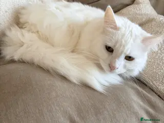 Turkish Angora cats Mum and daughter Turkish angora - Advert 8