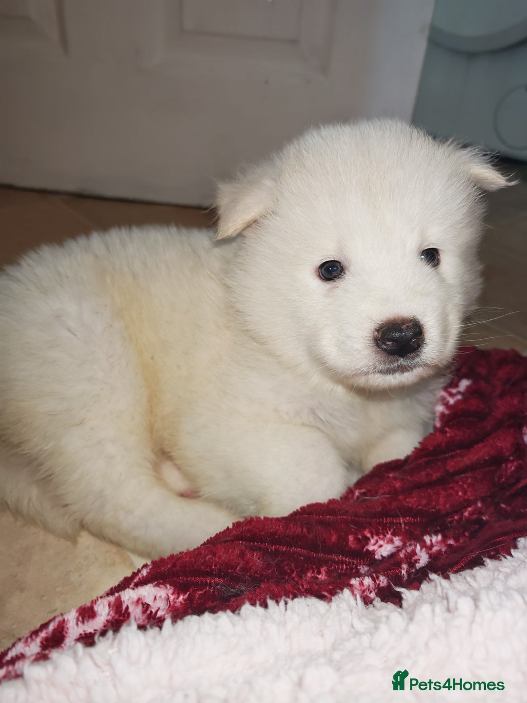 Akita dogs for sale: Akita puppys ready now  - Advert 9