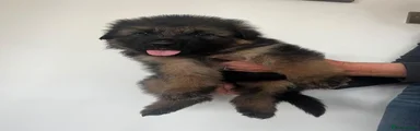 German Shepherd 6