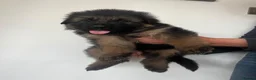 German Shepherd dogs for sale: *2 girls left* Dual Purpose GermanShepherd Puppies - Advert 12