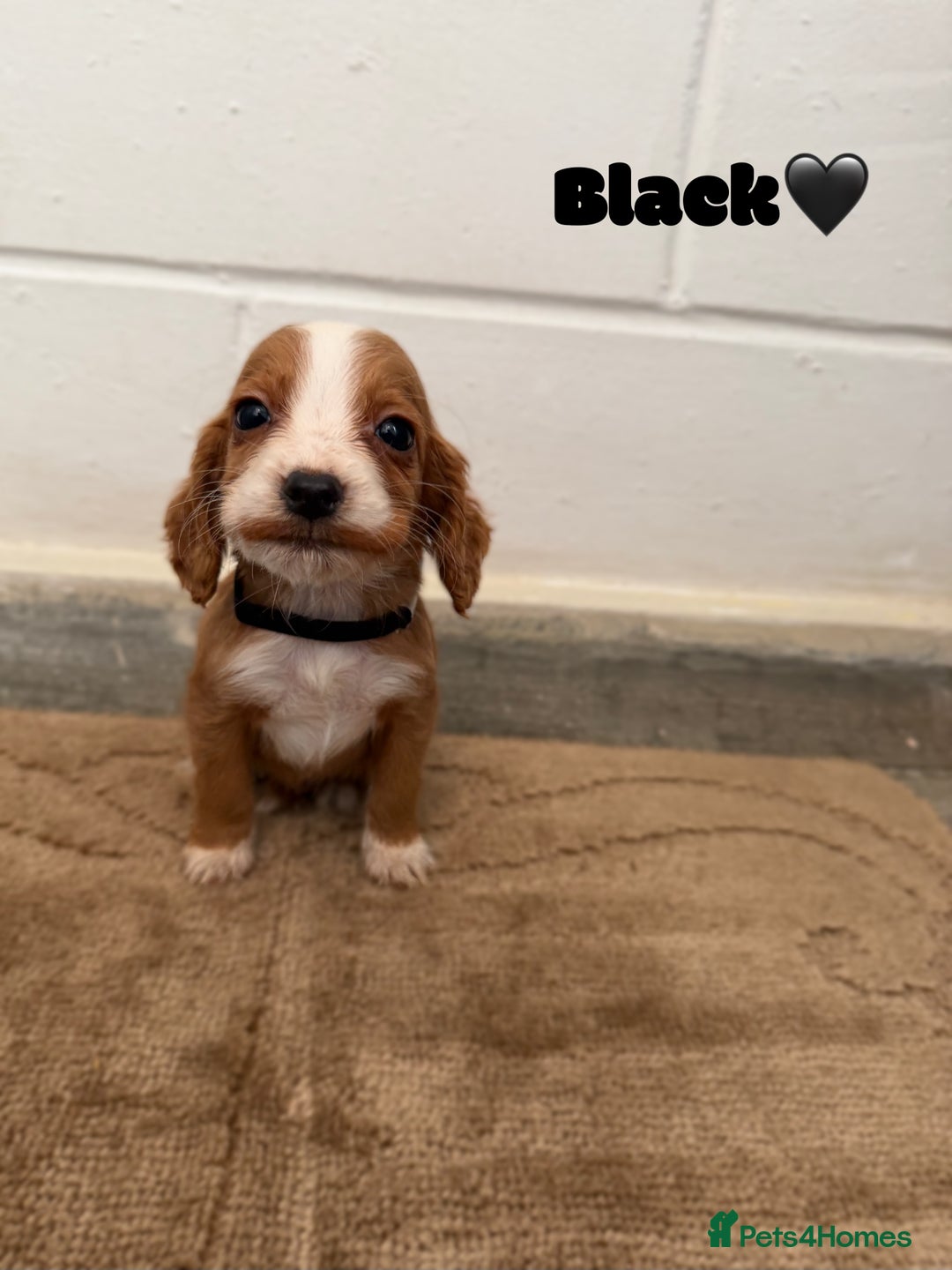 Cocker Spaniel dogs for sale: Beautiful cocker spaniel pups for sale! - Advert 5