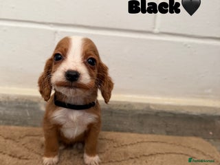 Cocker Spaniel dogs Beautiful cocker spaniel pups for sale! - Advert 8