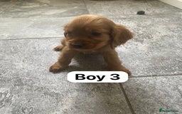 Cocker Spaniel dogs for sale: OUT STANDING GOLDEN SHOW TYPE COCKER SPANIEL  - Image 7