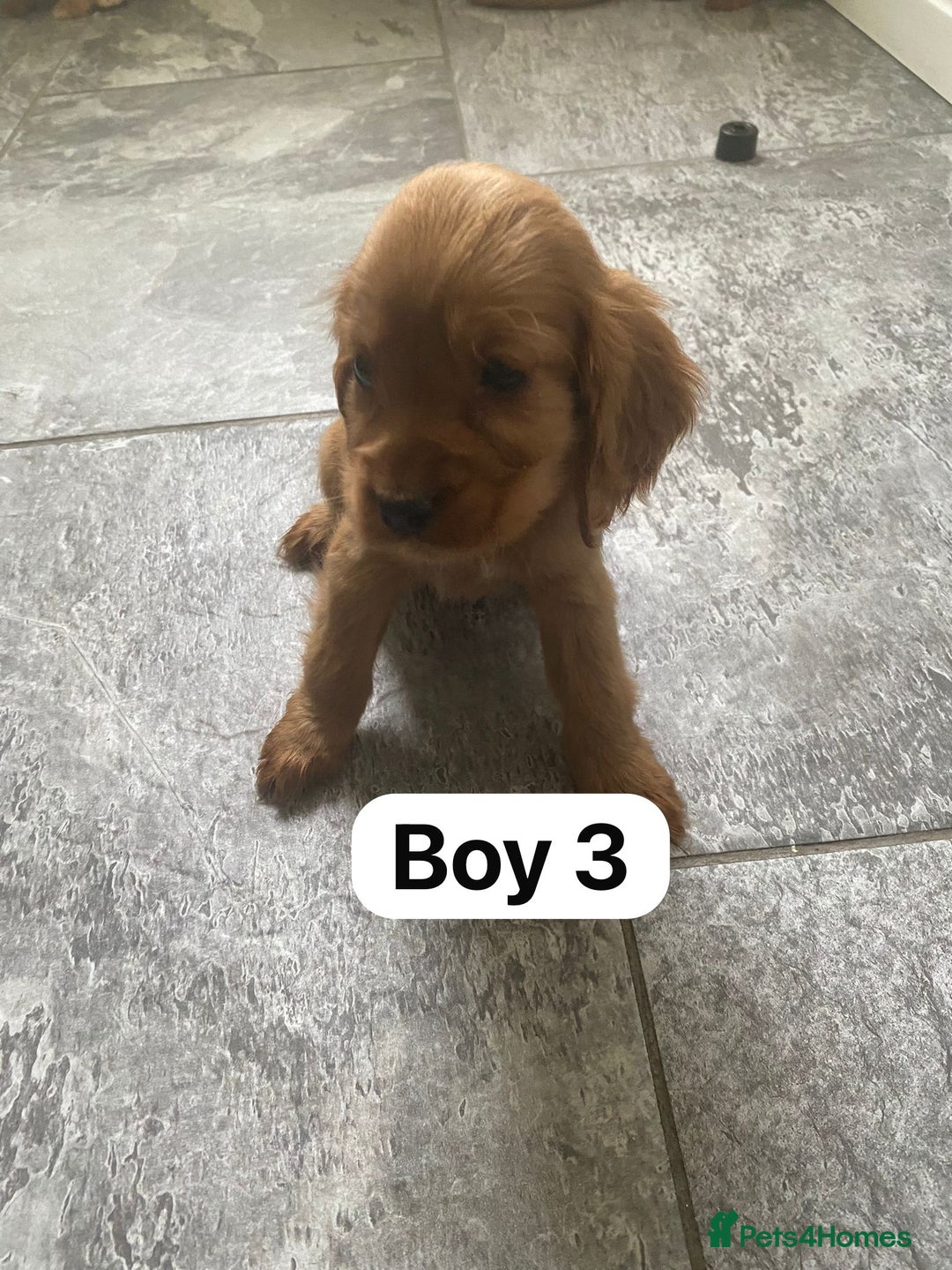 Cocker Spaniel dogs for sale: OUT STANDING GOLDEN SHOW TYPE COCKER SPANIEL  - Image 7