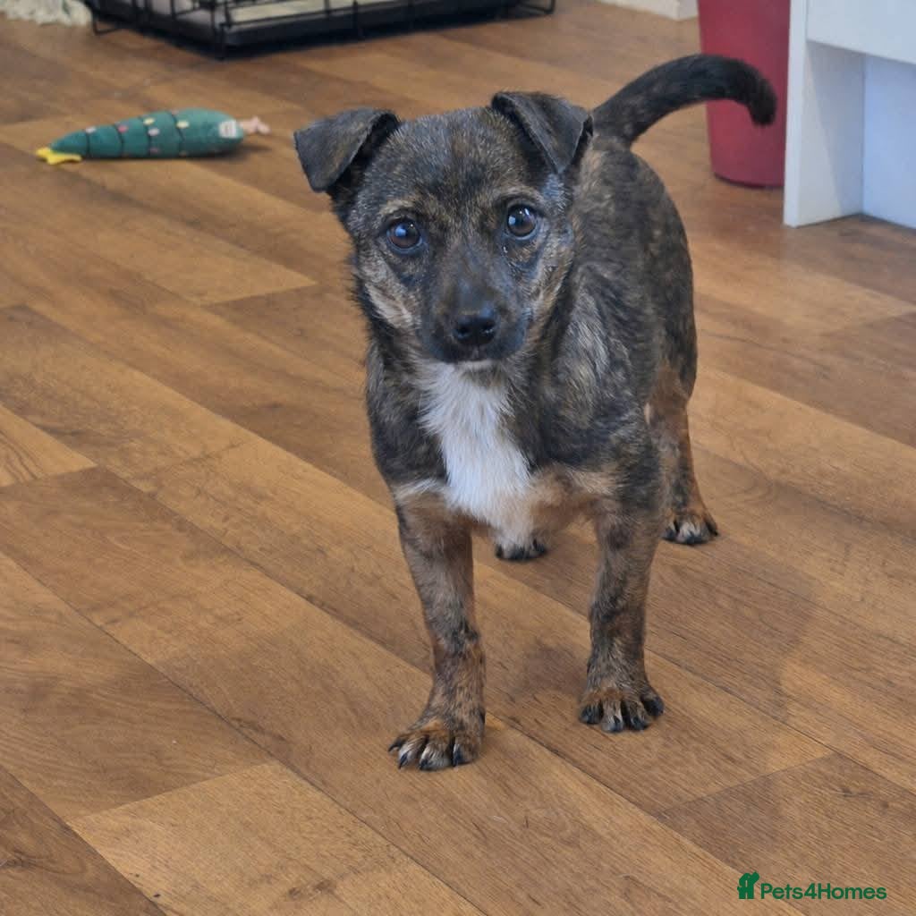 Mixed Breed dogs Shy Shiloh - Advert 2