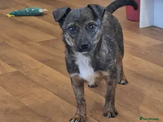 Mixed Breed dogs Shy Shiloh - Advert 1