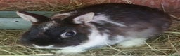 Netherland Dwarf rabbits for sale: Tiny Netherland Dwarf Baby Doe Vaccinated - READY - Advert 4